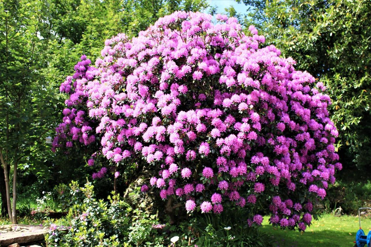 Keryerna Ar C'Haouled "Aux Hortensias" Clevacance Saint-Méen Dış mekan fotoğraf